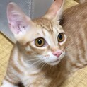 チャトラ　4ヶ月くらい　元気な男の子です