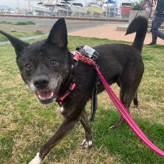 食べることが大好き！【ヨガ】ちゃん