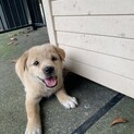 仔犬3匹女の子の里親さんを探しています。