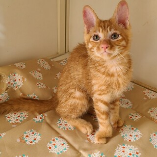 個性がいっぱいの茶とらちゃん♪