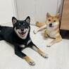 もももん