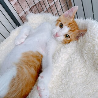 9/5西千葉ෆ⃛犬みたいな猫ちゃんෆ⃛モグモグくん
