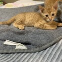 生後2ヶ月の子猫の兄妹 オス3匹