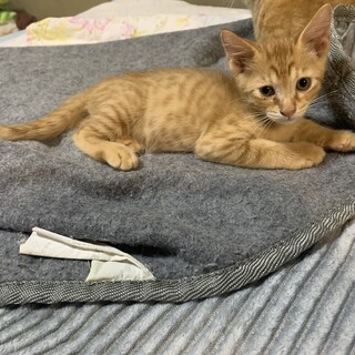 生後2ヶ月の子猫の兄妹 オス3匹