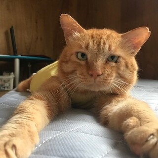 事故で要介護の状態ですが、可愛いはまぐりくんです