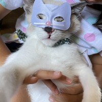 ロコ