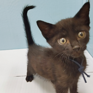 黒猫｢3s79｣ SKU： 3s79