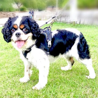 ちょっぴり寂しがり屋で甘えん坊♡エルちゃん