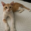チャトラの甘えん坊君