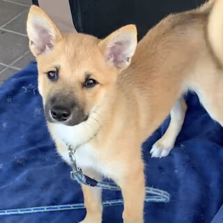 ちょっぴりビビり　茶ワンくん