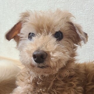 プードルミックスのニック君