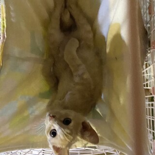 【毎週日曜譲渡会】ミルクティー色の男の子