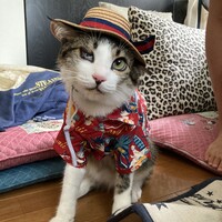 コロ助