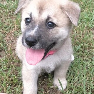 ミルクで育てた5兄妹♡くぅちゃん　1ヶ月半