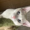 綺麗なブルーの目をしてます