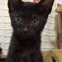 甘えん坊の黒猫ちゃん