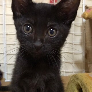 甘えん坊の黒猫ちゃん