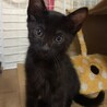 甘えん坊の黒猫ちゃん サムネイル2