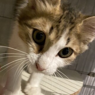 白地にキジトラ・長毛ボーイ・わんぱくカギしっぽ♪
