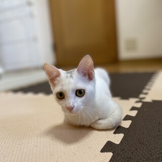 9/5姪浜での譲渡会に参加