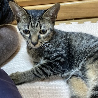 甘えん坊のキジ君(9/5 姪浜の譲渡会に参加)