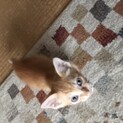 1ヶ月半の甘えん坊キキちゃん