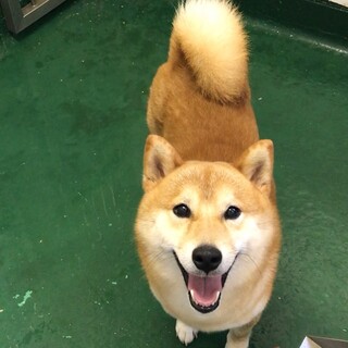 譲渡されました。柴犬くん赤い首輪に十字のマーク付き
