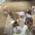 ゴールデンハムスターの里親を募集しております。