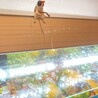 山田ピースケ