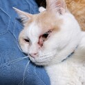 2歳 オス猫
