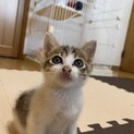 子猫だけのミニミニ面談会