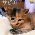 7月15日生まれの子猫たち