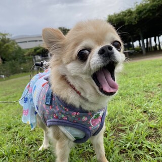 万夢（まむ）の家族を募集しています