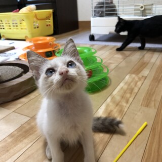 ありがとうございました★ブルーの瞳　ソランちゃん