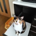 甘え上手なお利口三毛ちゃん