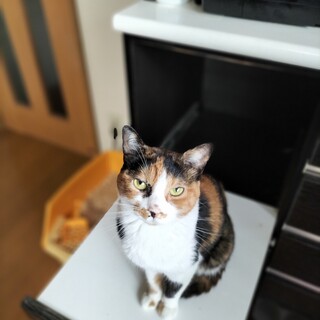 甘え上手なお利口三毛ちゃん
