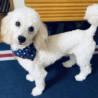 スタイル抜群モデル並み♪おしゃれイケワンなダキくん