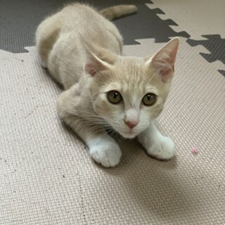 9/5(日)  姪浜での譲渡会に参加します