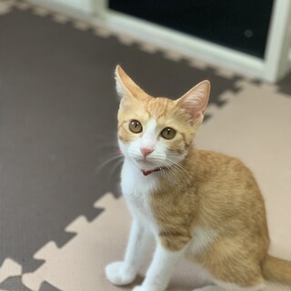 茶白の女の子ですよ！(9/5 譲渡会)