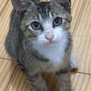 里親決定。白靴下のめぐみ君