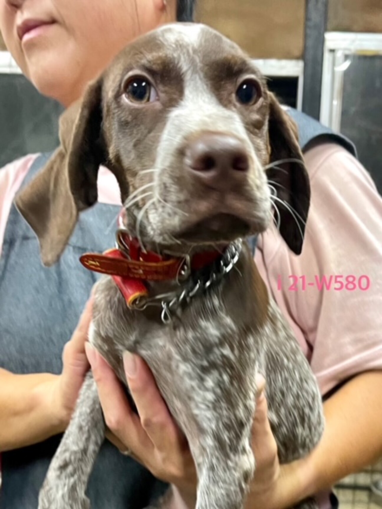 I 21 W580 天真 滋賀県 犬の里親募集 ペットのおうち 月間利用者150万人