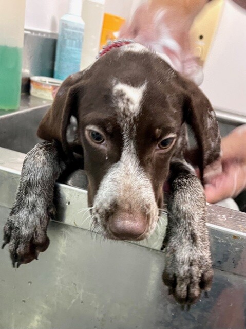 I 21 W580 天真 滋賀県 犬の里親募集 ペットのおうち 月間利用者150万人 I 21 W580 天真 滋賀県 犬の里親募集 ペットのおうち 月間利用者150万人