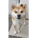 迷子の柴犬、飼い主さんのお迎えがありました