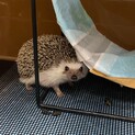 ハリネズミ　里親募集