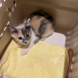【毎週日曜譲渡会】パステル三毛の子猫