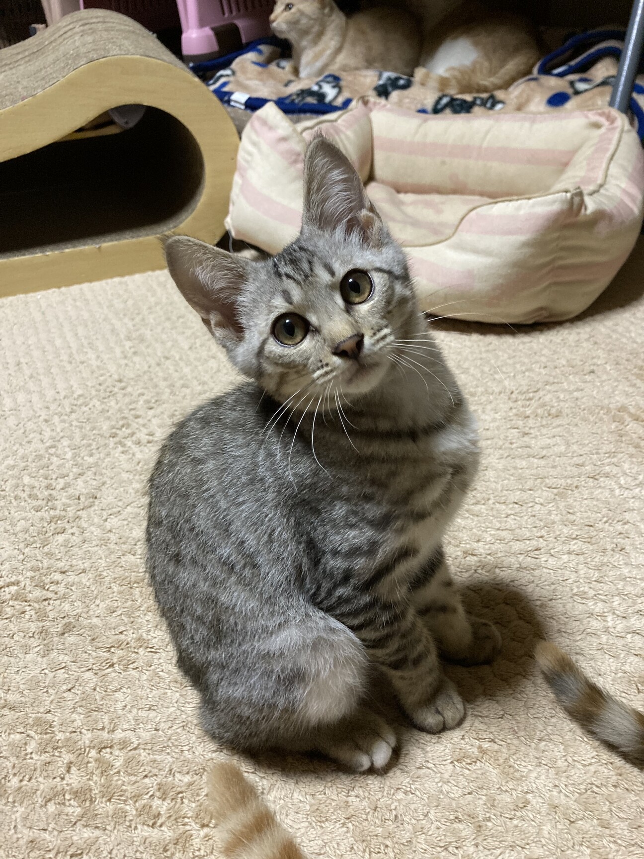 ベレーを被ったお座り猫（シルバータビー） 654811.jpg