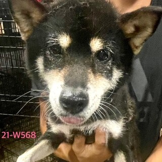 21-W568　めっちゃ良い子です！！