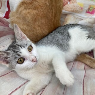 シルバーグレーのチビにゃん、サバ白のレイちゃん！