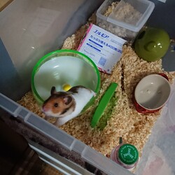 「ホイールを倒さないで！」サムネイル2