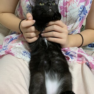 超甘えん坊の黒猫子猫